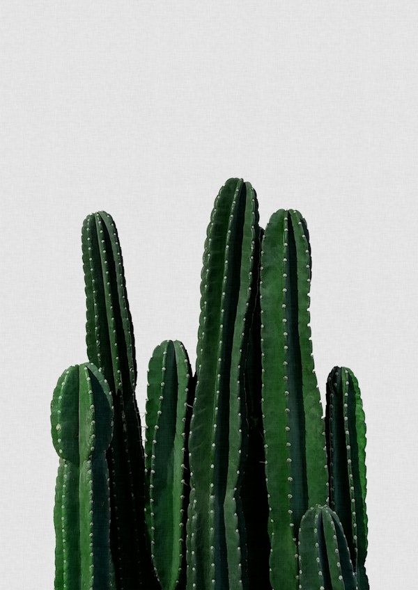 Cactus I