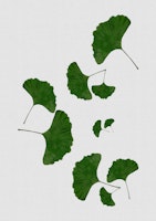 Ginkgo Leaf I wallpaper