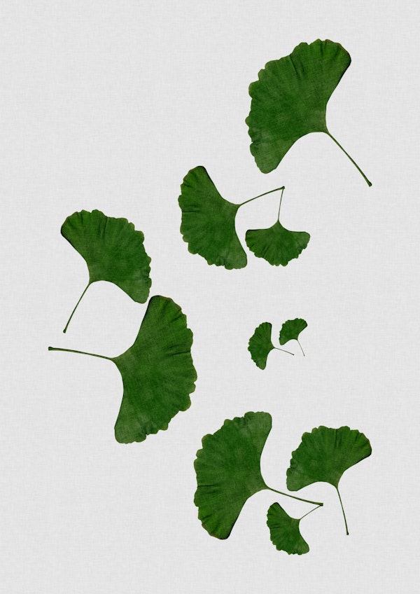 Ginkgo Leaf I