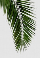 Palm Leaf I carta da parati