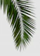 Palm Leaf I