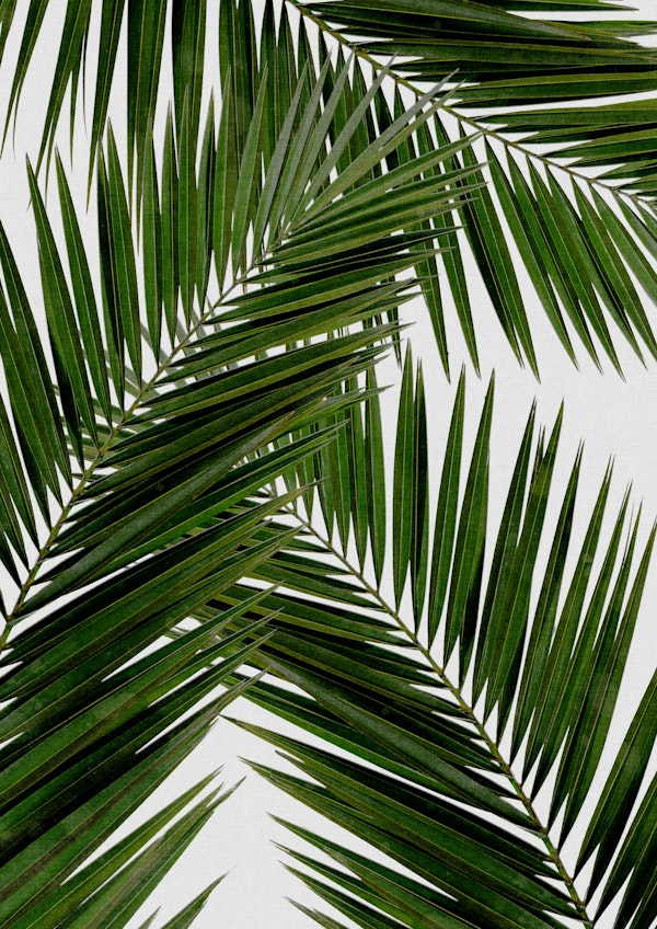 Palm Leaf Nature III