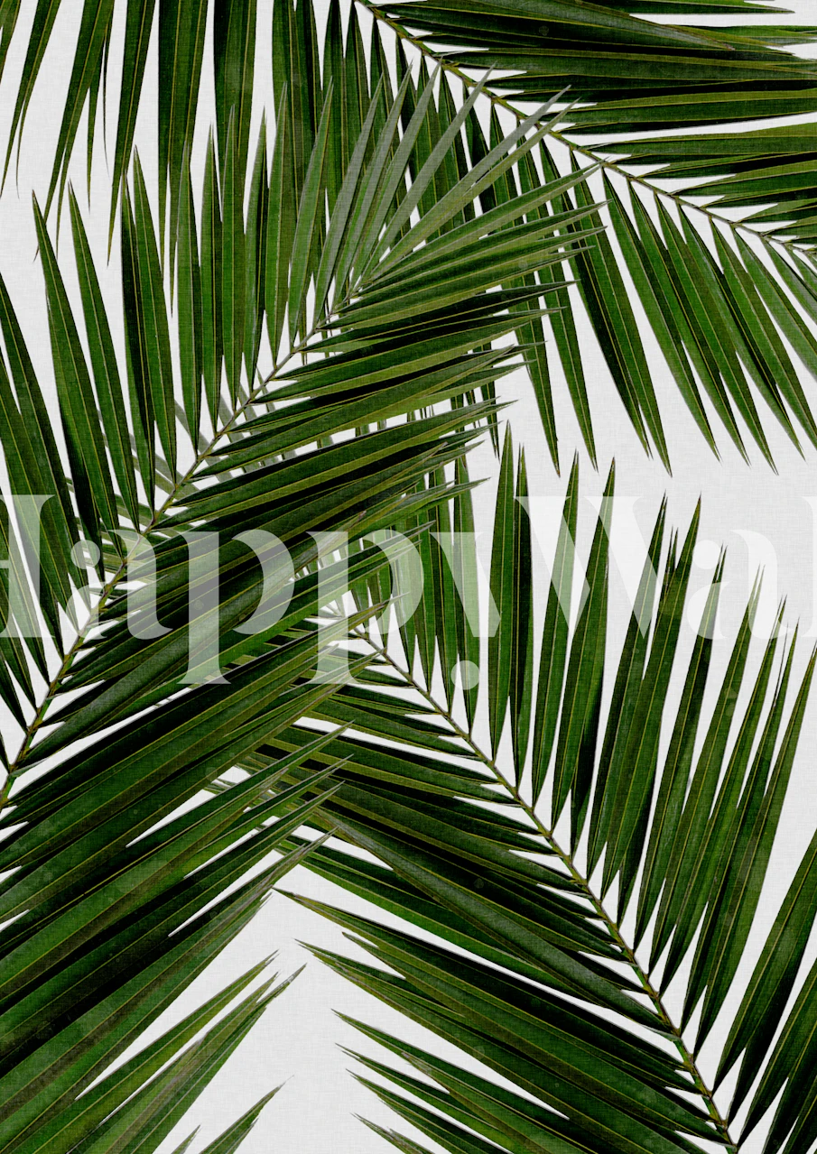 Tropical green palm leaves on a white background wallpaper