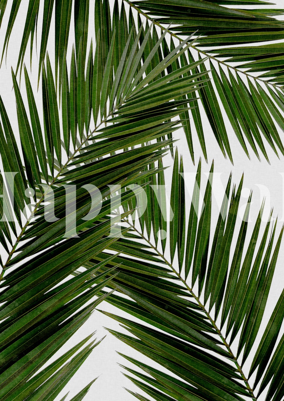 Tropical green palm leaves on a white background wallpaper