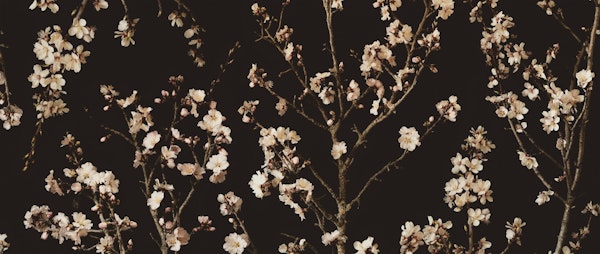 Cherry Tree Branches on black background