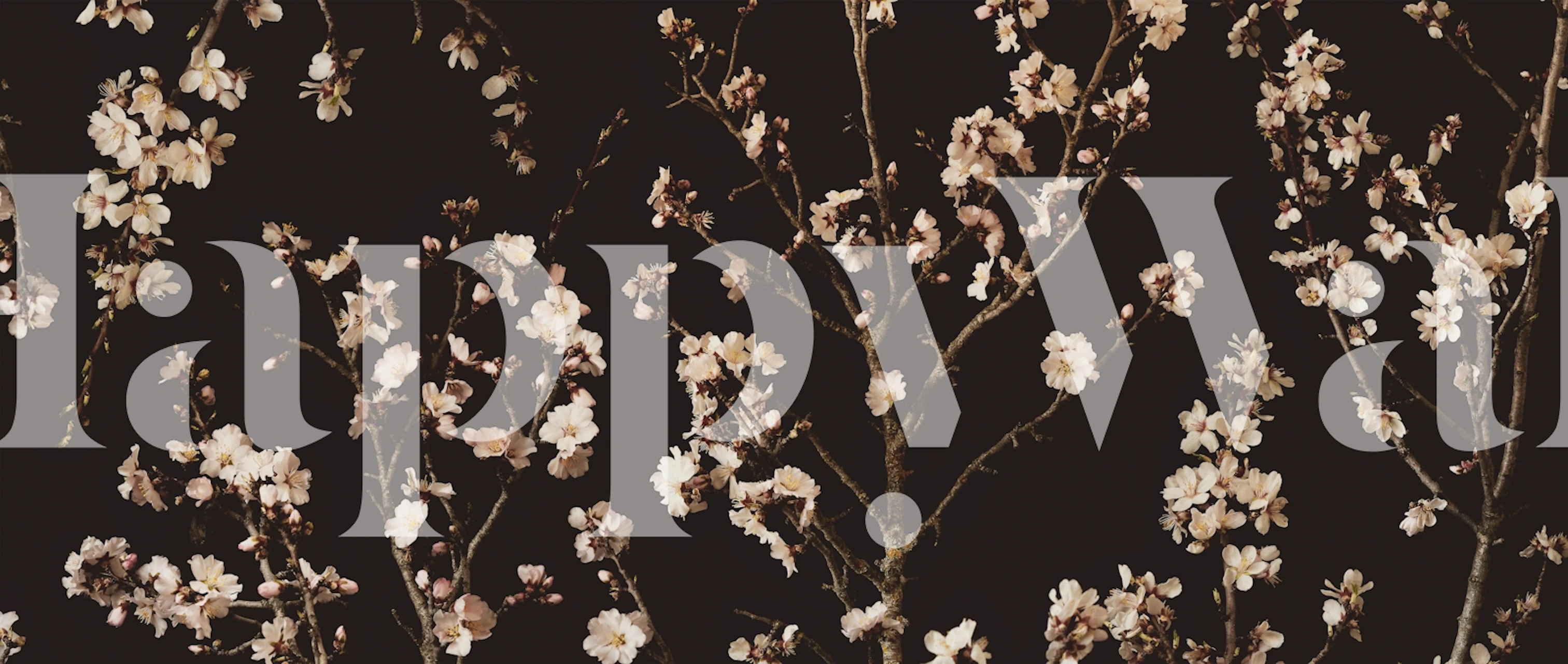 Cherry tree branches wallpaper on dark background