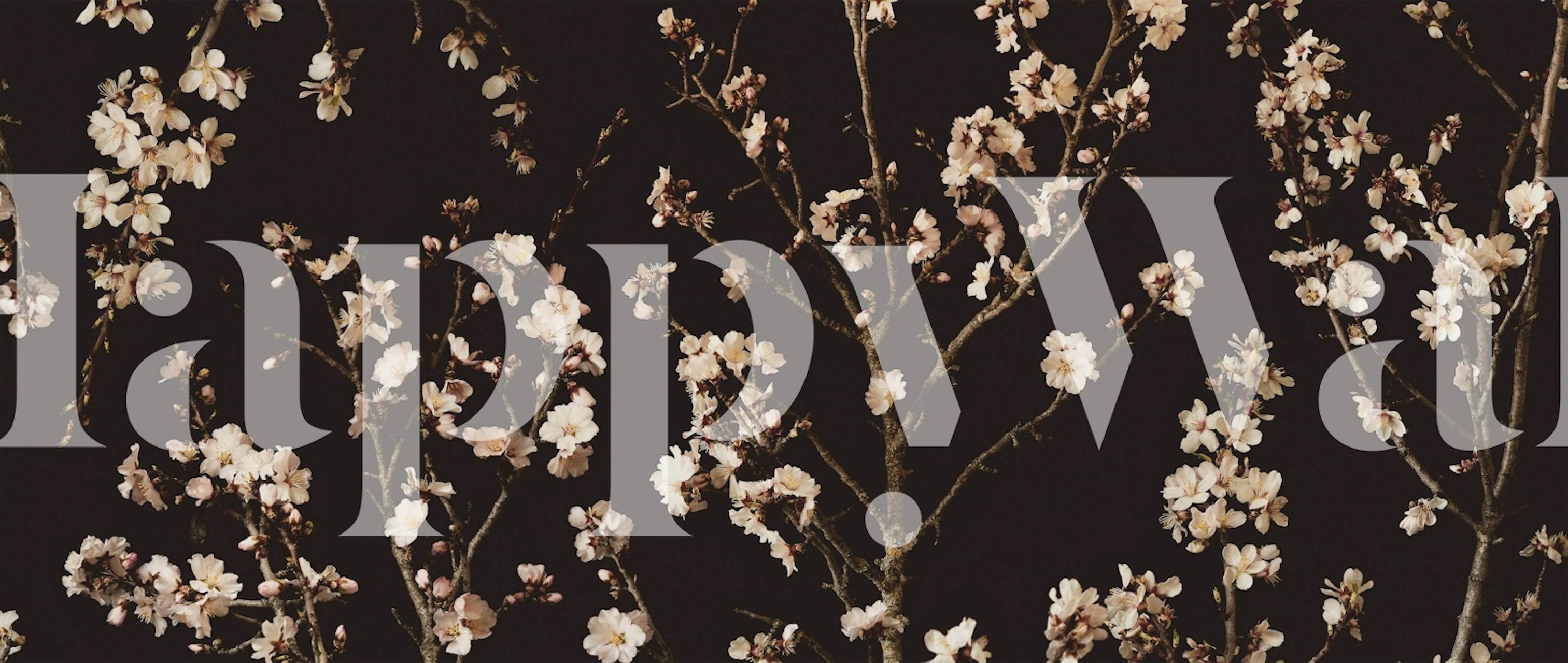 Papier peint avec Cherry Tree Branches sur fond sombre