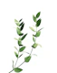 Minimal Eucalyptus Dream 2