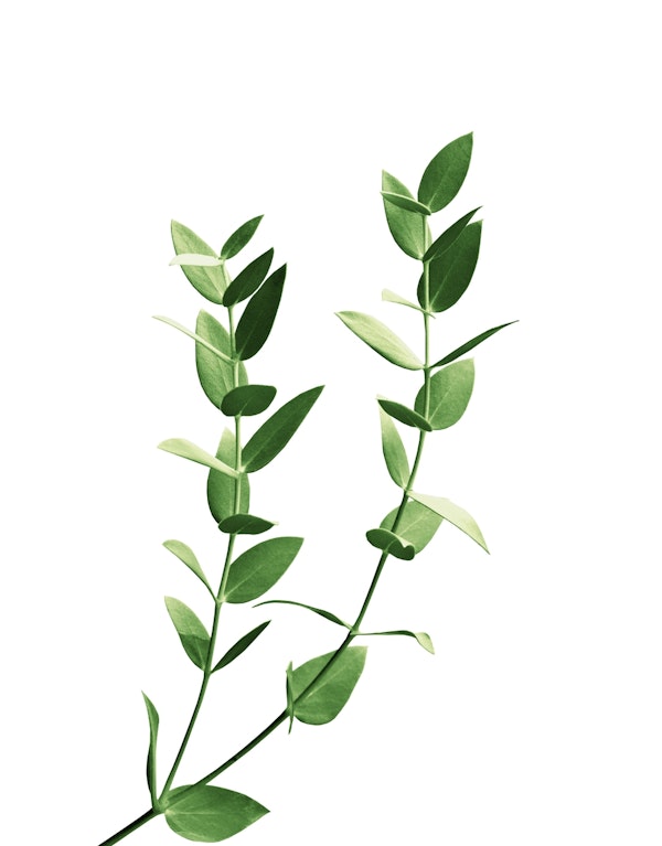 Minimal Eucalyptus Dream 2