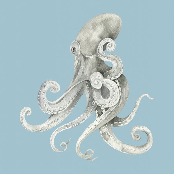 Common Octopus
