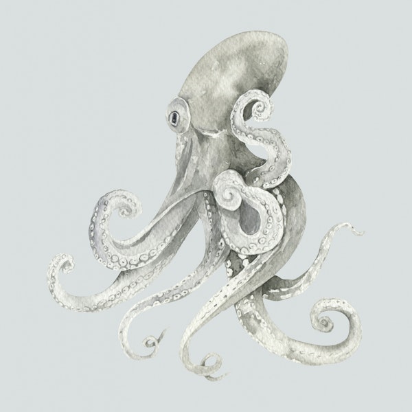Octopus in Gray Tones