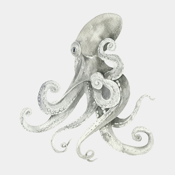 Octopus with Flowing Tentacles