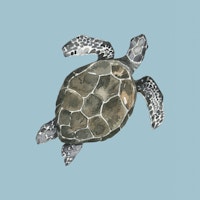 Sea Turtle Swimming Peacefully tapet