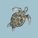 Sea Turtle Swimming Peacefully