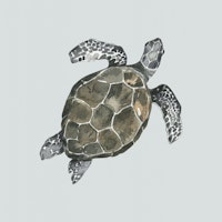 Ocean Turtle in Soft Hues tapet