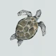 Ocean Turtle in Soft Hues