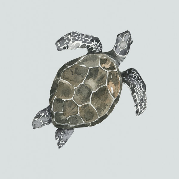 Ocean Turtle in Soft Hues