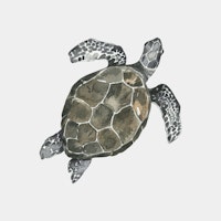 Sea Turtle with Patterned Shell tapet