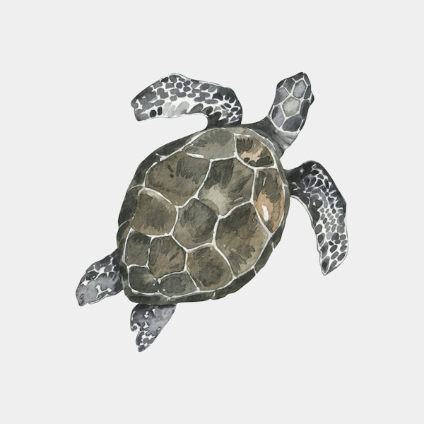 Sea Turtle with Patterned Shell
