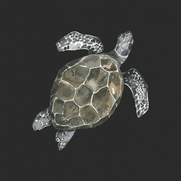 Peaceful Turtle from the Ocean