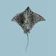 Spotted Eagle Ray