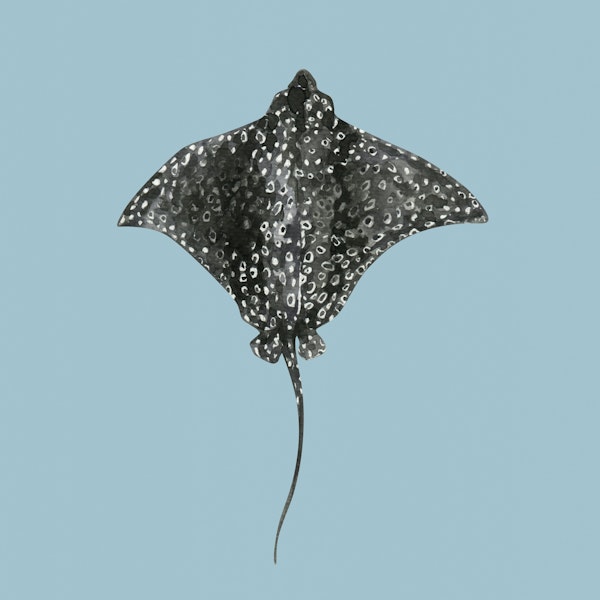 Spotted Eagle Ray
