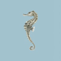 Seahorse wallpaper