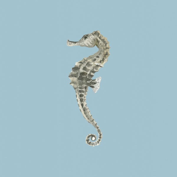 Seahorse