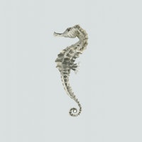 Seahorse in Neutral Tones wallpaper