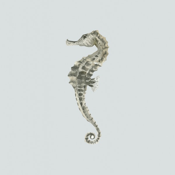 Seahorse in Neutral Tones