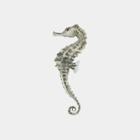 Seahorse with Curled Tail wallpaper