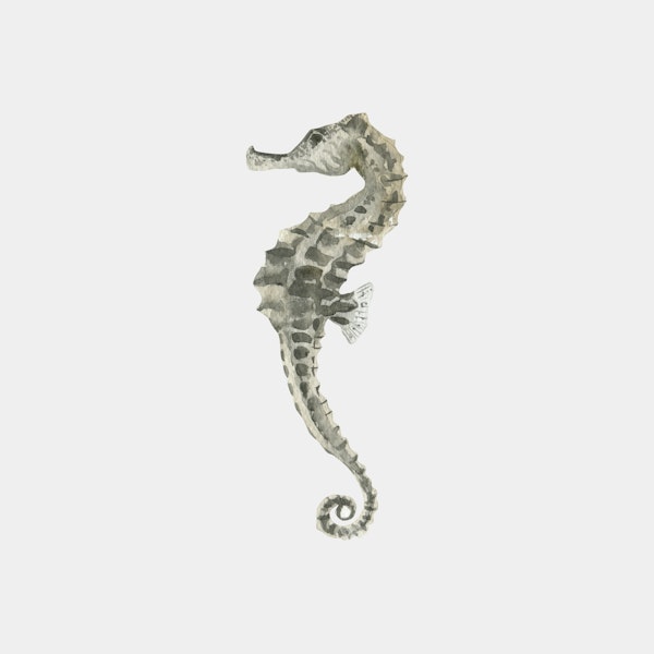 Seahorse with Curled Tail