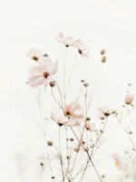 Cosmea Flower Soft Rose Garden carta da parati