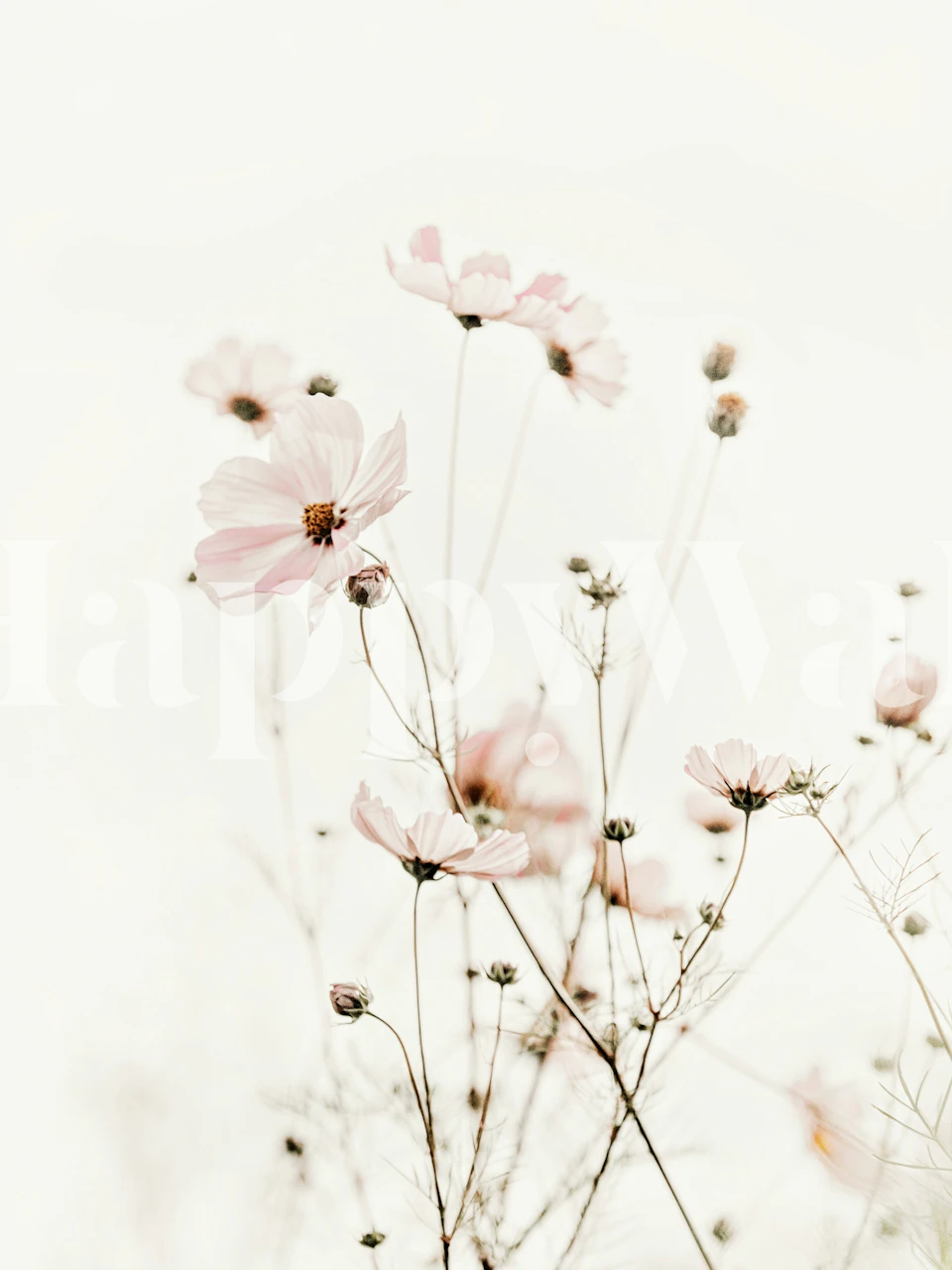 Cosmea Flower Soft Rose Garden wallpaper in a room