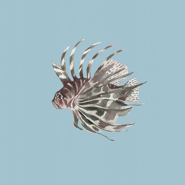 Lionfish in Soft Blue Waters
