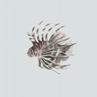 Exotic Lionfish Swimming papel de parede
