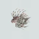 Exotic Lionfish Swimming