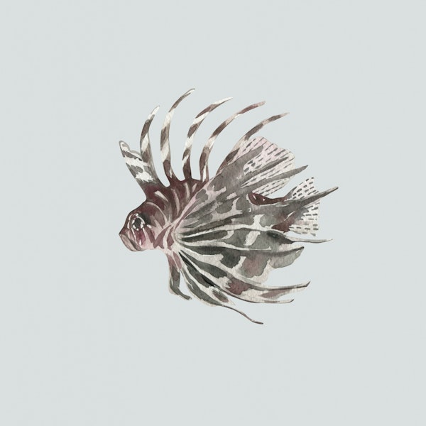 Exotic Lionfish Swimming