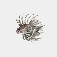Lionfish with Delicate Stripes papel de parede