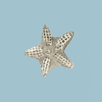Starfish in Calm Waters tapet