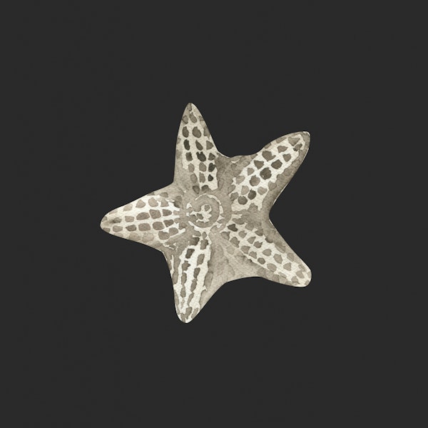 Ocean Starfish Illustration