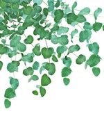 Eucalyptus Delight 2 tapety