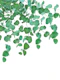 Eucalyptus Delight 2