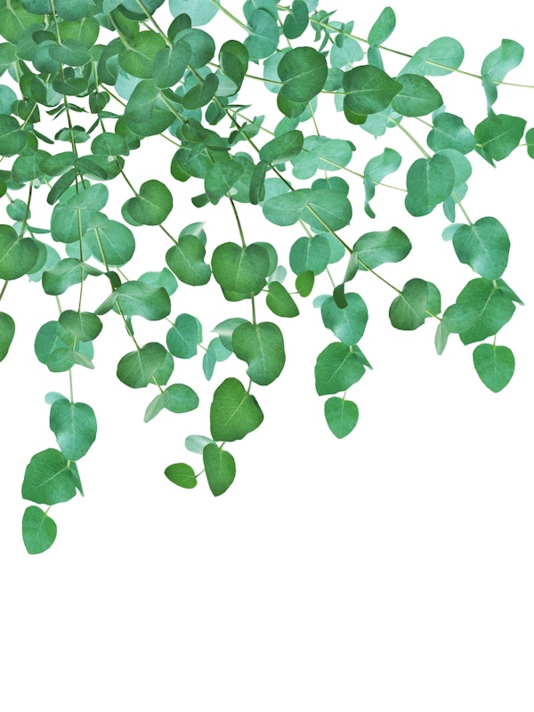 Eucalyptus Delight 2