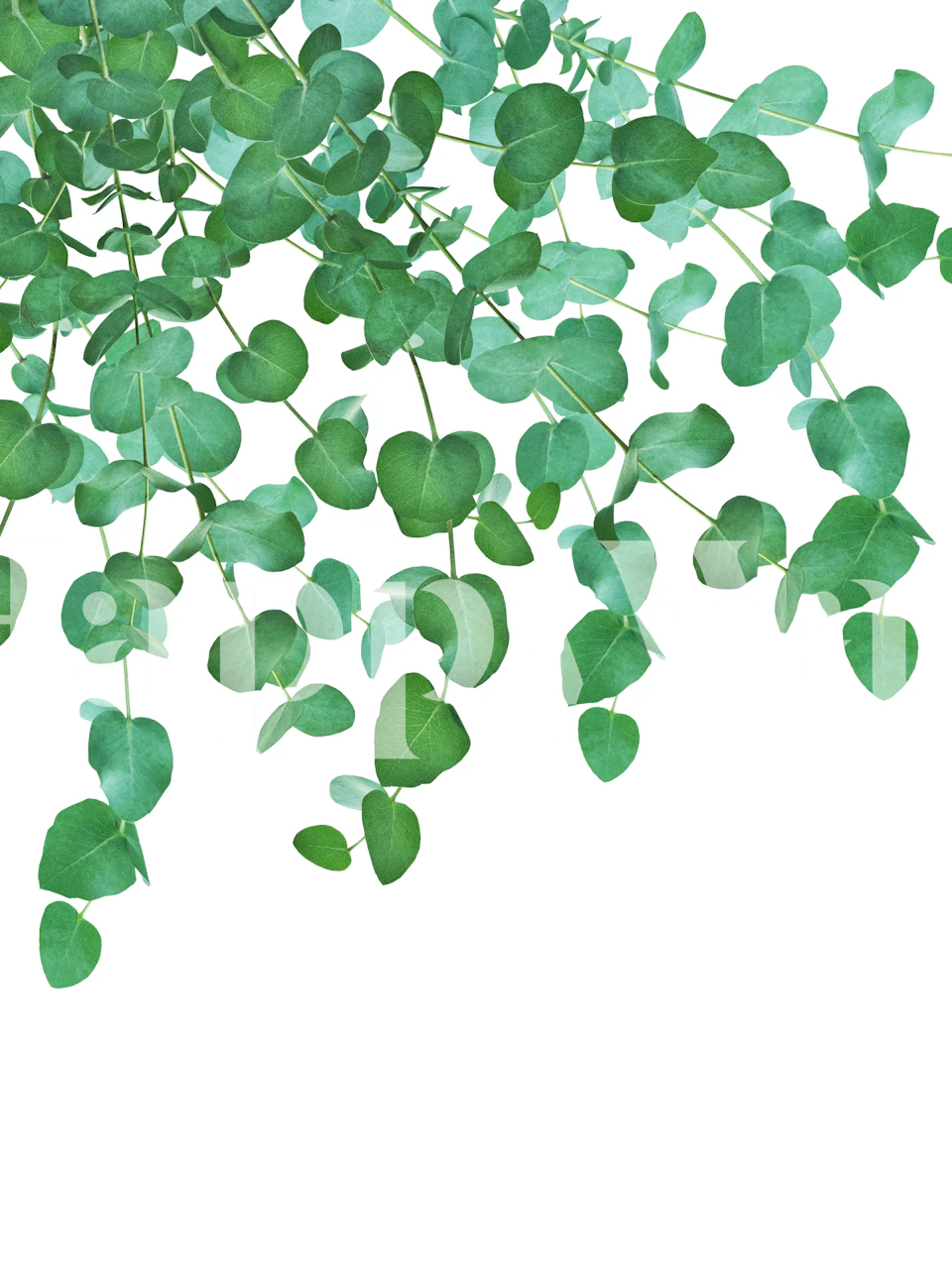 Papier peint feuilles d'eucalyptus pour un intérieur rafraîchissant