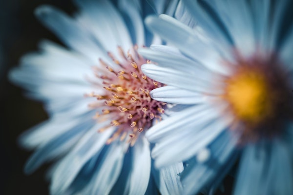 Serene Blue Blossoms