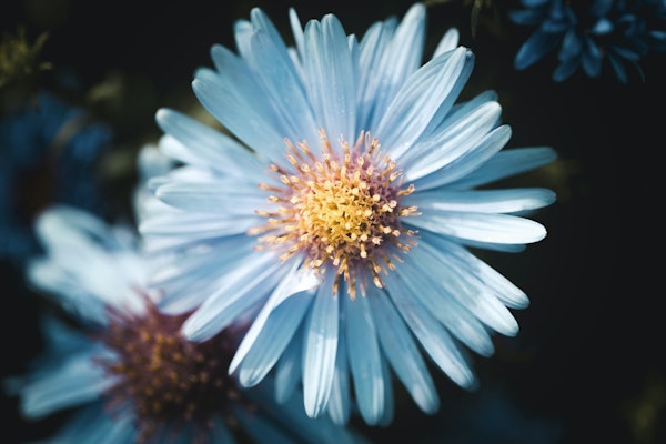 Serene Blue Blossom 2