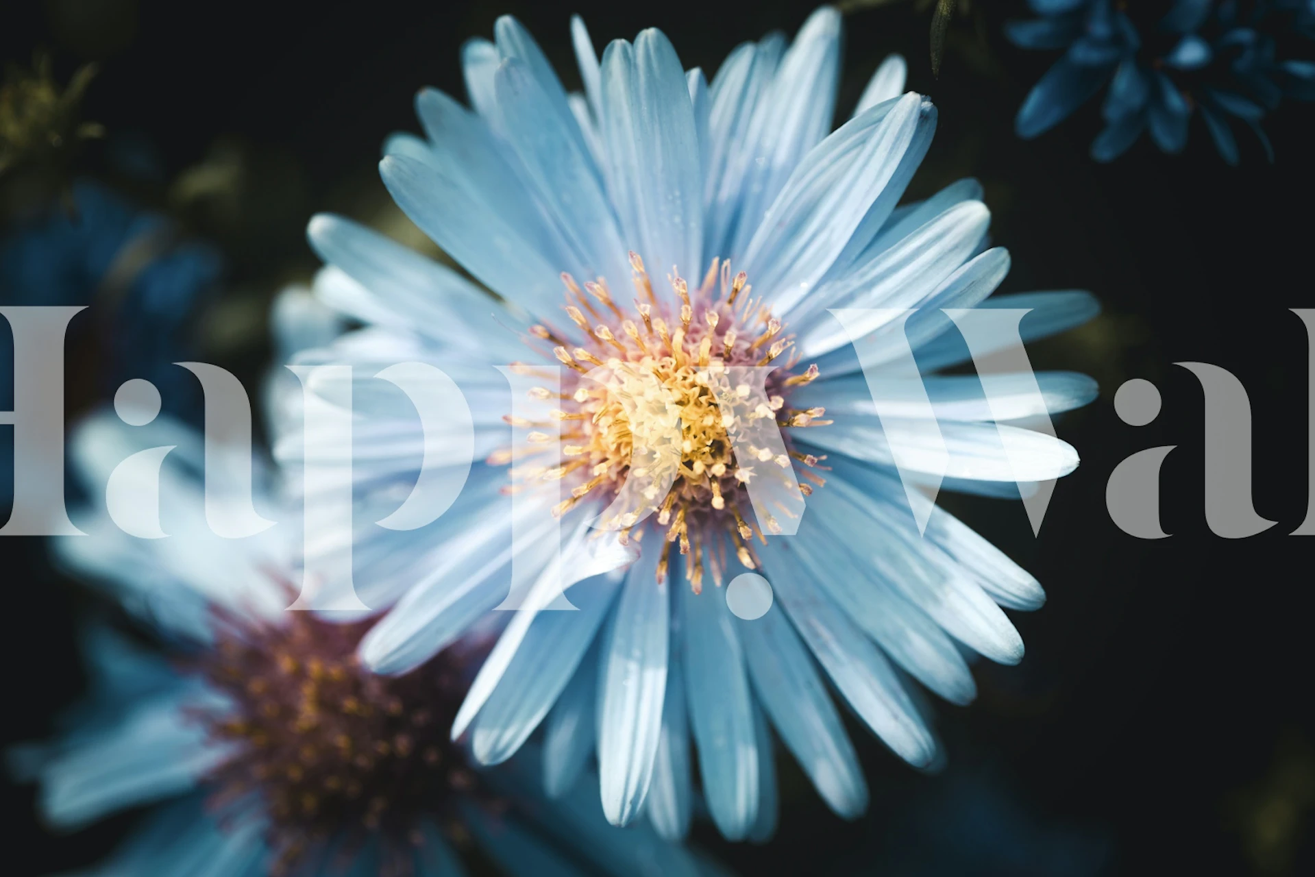Blue floral design with intricate petals and yellow center wallpaper