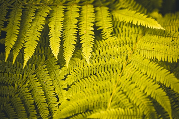 Golden Fern Foliage