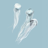 Light Blue Jellyfish Trio wallpaper